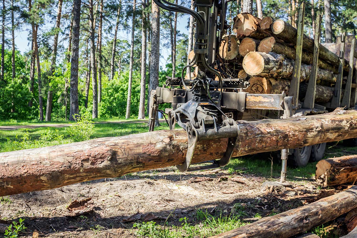 Ce qu'il faut savoir sur l'exploitation forestière française et ses activités