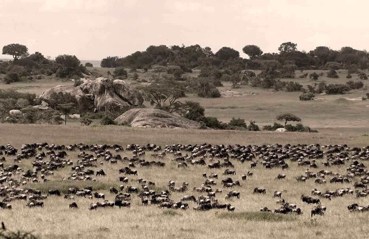 Les sanctuaires animaliers à explorer pendant un safari en Tanzanie