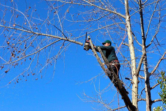 L'élagage : Une pratique nécessaire à la santé des arbres