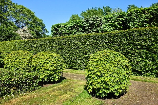 La taille facile de haies, le clin d'œil jardinage