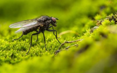 Astuces simples et efficaces pour éloigner les mouches de votre maison